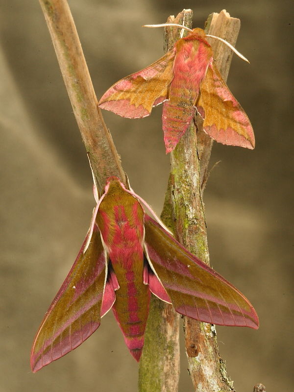 small-and-large-elephant-hawk-moths-1053