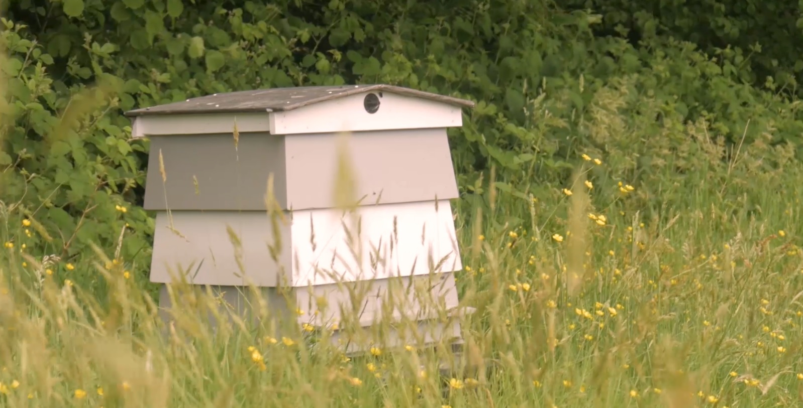 Bee hives.jpg