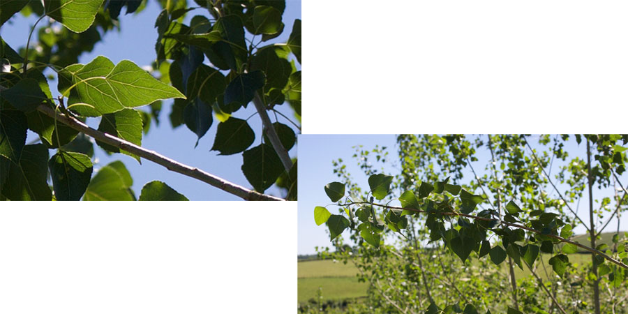 poplar 2