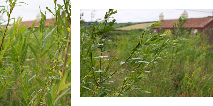 willow 2