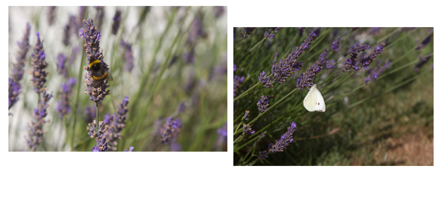 blog lavender