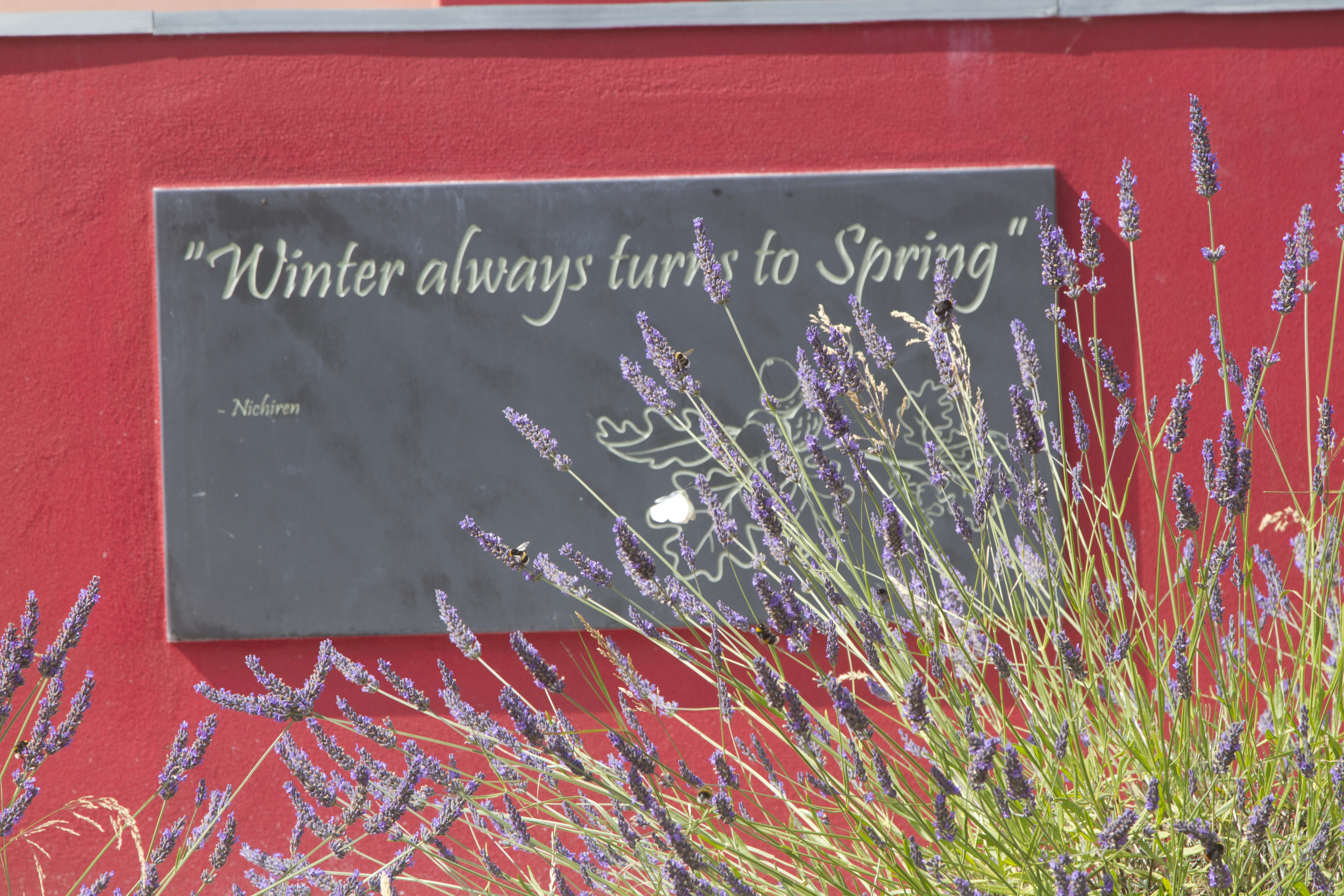 lavander and sign.jpg