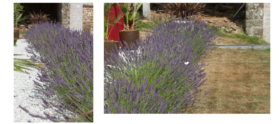 lavender blog 1