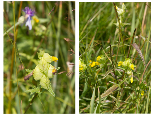 yellow rattle