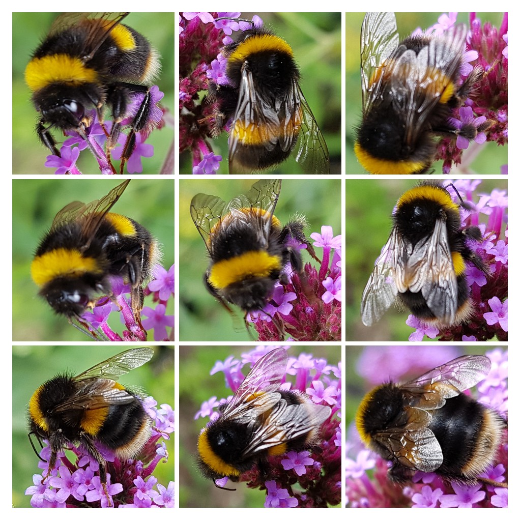 Bee Collage.jpg
