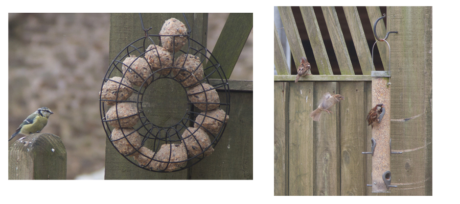 bird pic 2.jpg