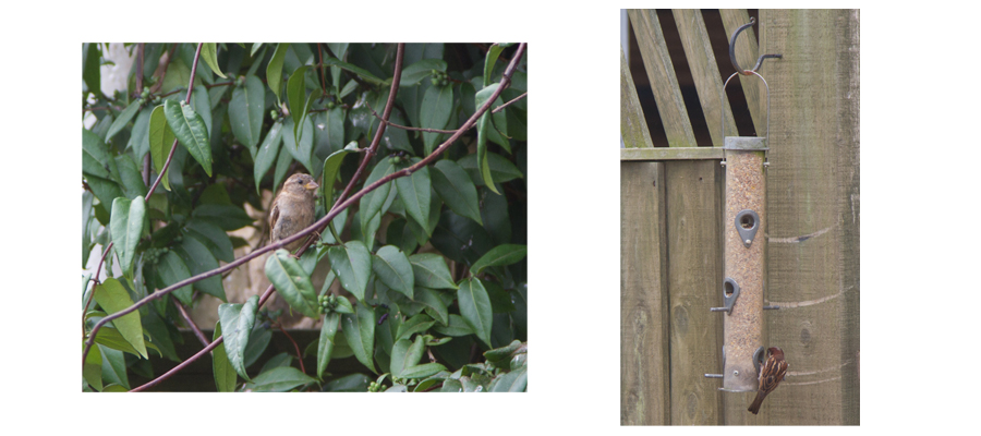 bird pic 3.jpg