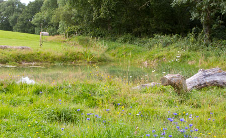 wildlife-pond (1).jpg