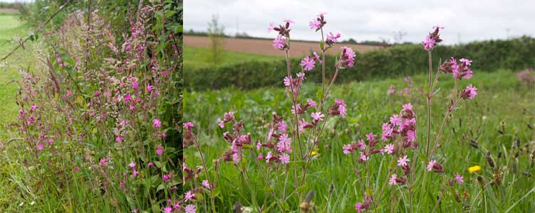 Red campion among the grasses at The Sign Maker North Devon