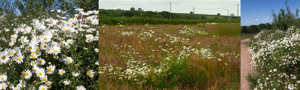 Wild Daisy's at The Sign Maker grounds