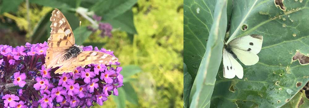 More butterflies found at The Sign Maker during the big butterfly count