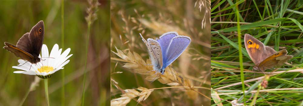 Butteflies found in The Sign Makers meadows