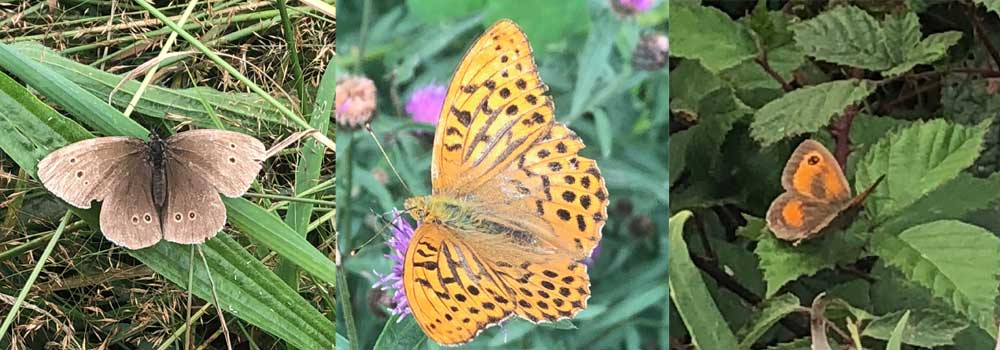 Lots more Butterflies found down at The Sign Makers wildlife ponds during the 2019 big butterfly count