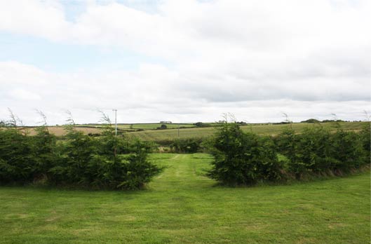 A circle of conifers located on The Sign Maker premises in North Devon.