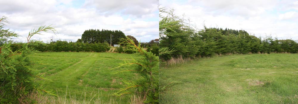 Photos of the circle within the bed of conifers at The Sign Maker. Ready to be cultivated into the wild garden.