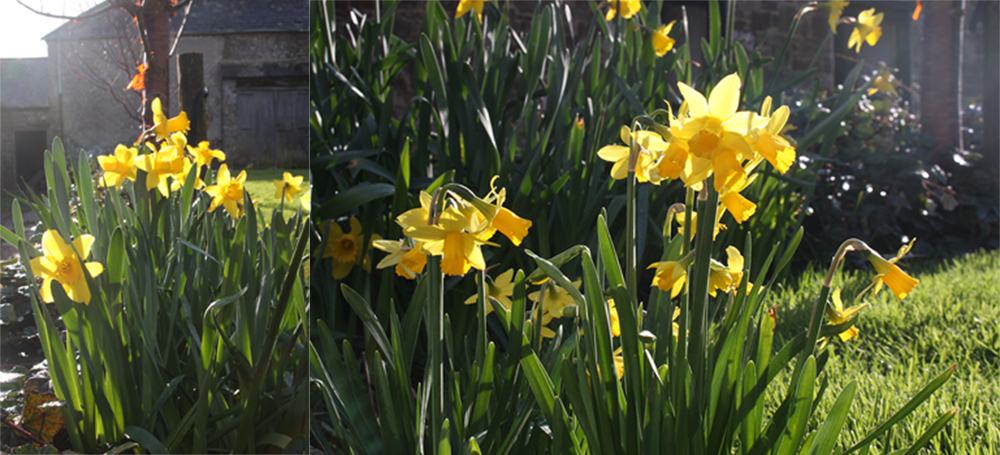 Spring flowers showing through here at The Sign Maker, North Devon.