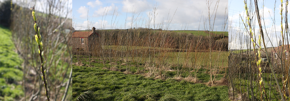Here at The Sign Maker we grow Willow for the wildlife and for our biomass burner.