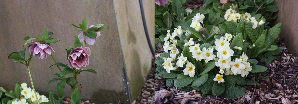 Spring flowers are popping up here at The Sign Maker which is perfect for the wildlife.