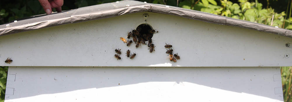Although the bees have been ,mostly hibernating we have seen some out on the warmer days.
