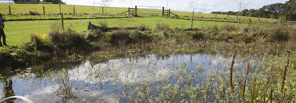 Our ponds here at The Sign Maker have been great for nature and biodiversity. 