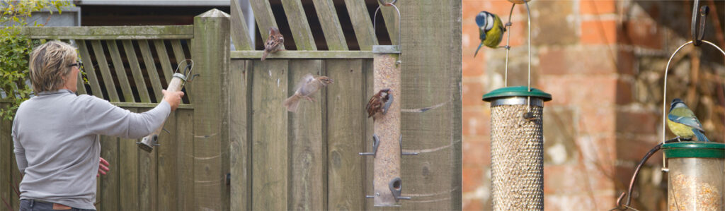 Feeding the birds can be done all year round and helps to boost their natural diet.