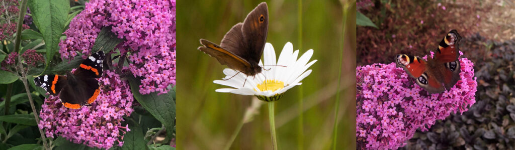 Here at The Sign Maker we love to see the butterflies thrive amongts the widlife.