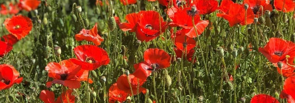 Poppies | Remembrance Day | The Sign Maker & UK Memorials