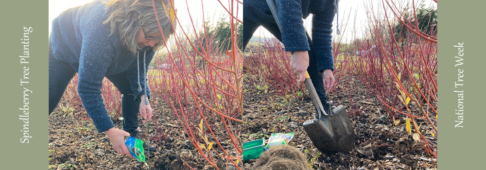Spindleberry Tree Planting National Tree Week by The Sign Maker