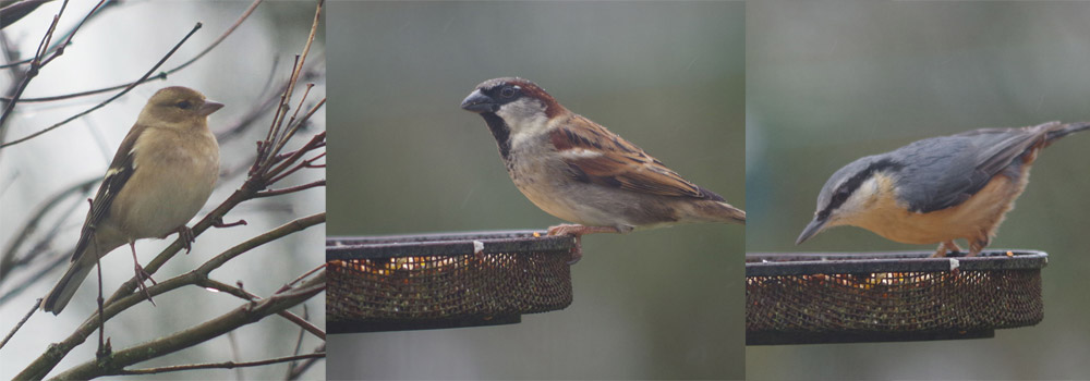 RSPB Big Garden Birdwatch at The Sign Maker (a Devon-based sustainable sign manufacturing company).