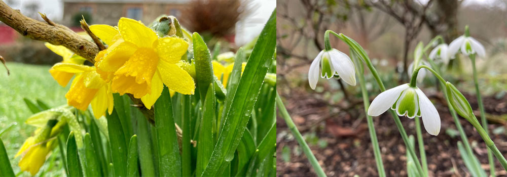 Spring Is On The Way | Spring Flowers at The Sign Maker