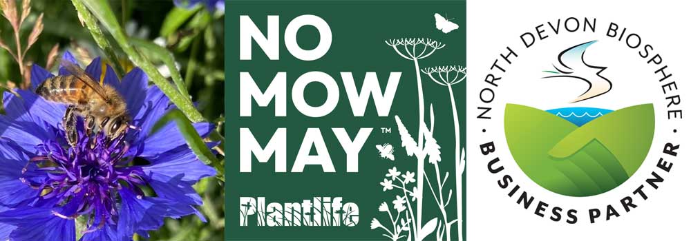 Let Your Grass Grow | No Mow May at The Sign Maker