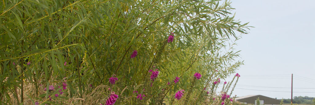 Willow is a great way to provide shade for wildlife and an early source of nectar in spring for insects.